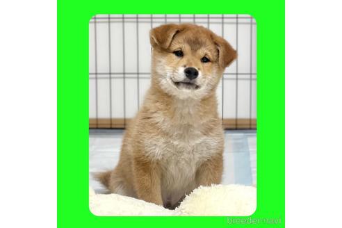 成約済の京都府の柴犬-216705の8枚目