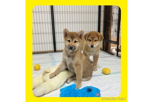 成約済の京都府の柴犬-216706の2枚目