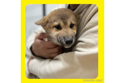 成約済の京都府の柴犬-216706の5枚目