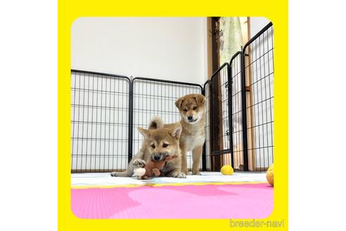 成約済の京都府の柴犬-216706の6枚目