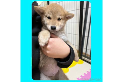 成約済の京都府の柴犬-216707の2枚目