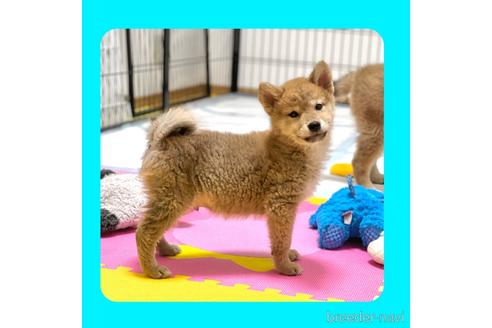 成約済の京都府の柴犬-216707の1枚目