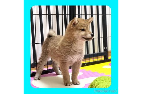 成約済の京都府の柴犬-216707の6枚目