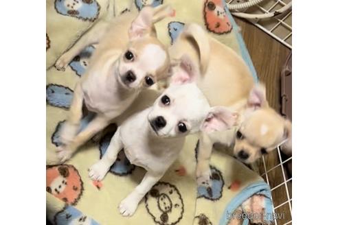 成約済の千葉県のチワワ(スムースコート)-209415の33枚目