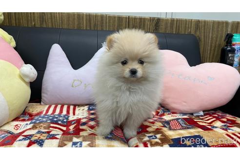 成約済の兵庫県のポメチワ:ポメラニアン×チワワ-213731の9枚目