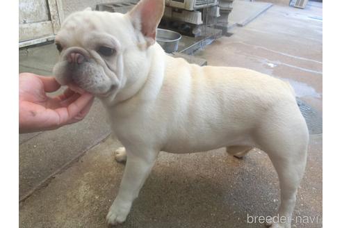 販売中の兵庫県のフレンチブルドッグ-216719の5枚目