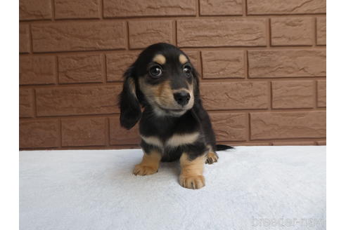 成約済の埼玉県のミニチュアダックスフンド(ロングヘアード)-211343の5枚目