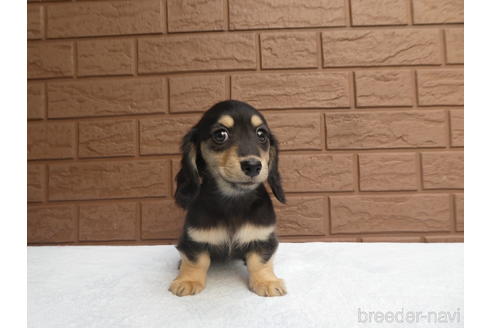 成約済の埼玉県のミニチュアダックスフンド(ロングヘアード)-211343の4枚目