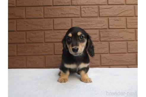 成約済の埼玉県のミニチュアダックスフンド(ロングヘアード)-211343