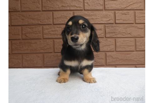 成約済の埼玉県のミニチュアダックスフンド(ロングヘアード)-211343の3枚目