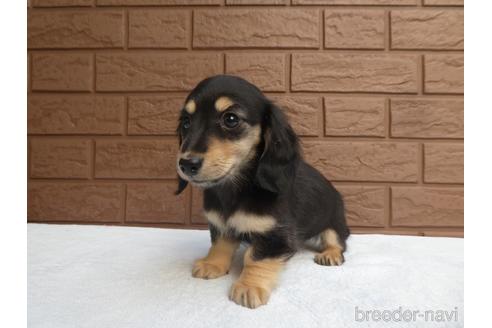 成約済の埼玉県のミニチュアダックスフンド(ロングヘアード)-211343の2枚目