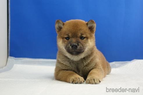 成約済の愛知県の柴犬-215213の7枚目