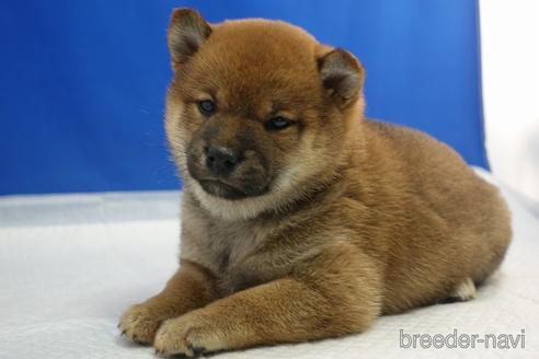 成約済の愛知県の柴犬-215213の7枚目