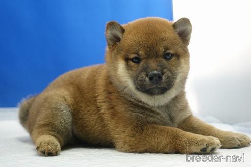 成約済の愛知県の柴犬-215213の10枚目