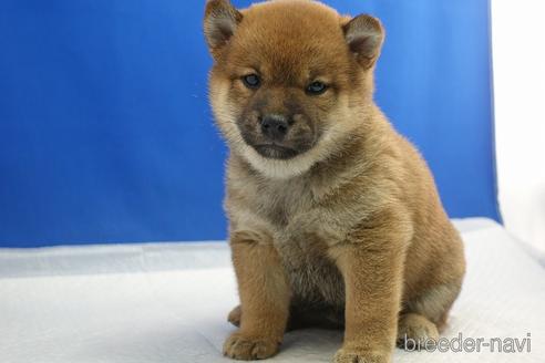 成約済の愛知県の柴犬-215213の8枚目
