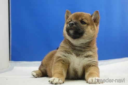 成約済の愛知県の柴犬-215214の16枚目