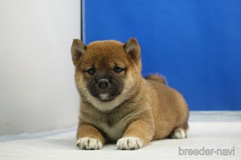 成約済の愛知県の柴犬-215214の15枚目