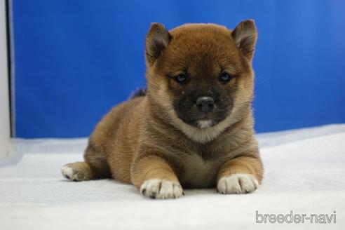 成約済の愛知県の柴犬-215214の14枚目