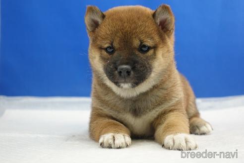 成約済の愛知県の柴犬-215214の14枚目