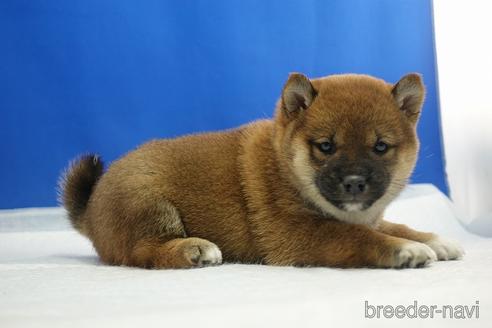 成約済の愛知県の柴犬-215214の12枚目