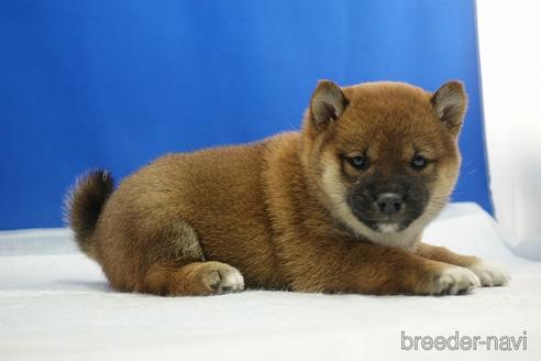 成約済の愛知県の柴犬-215214の15枚目