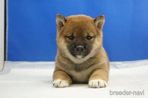 成約済の愛知県の柴犬-215214の11枚目