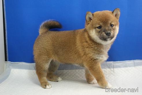 成約済の愛知県の柴犬-215216の10枚目