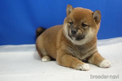 成約済の愛知県の柴犬-215216の4枚目