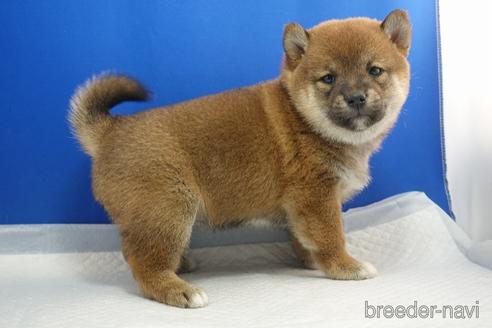 成約済の愛知県の柴犬-215216の9枚目