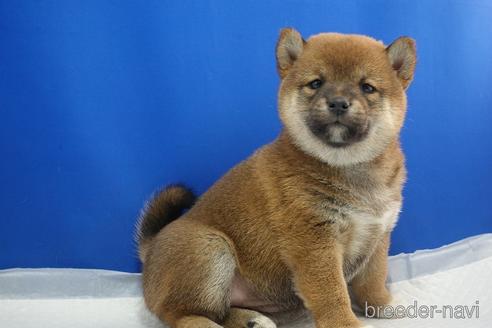 成約済の愛知県の柴犬-215216の8枚目
