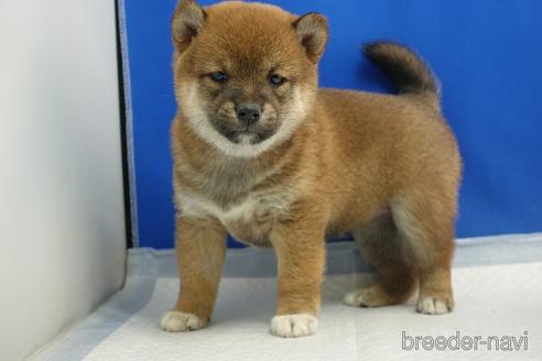 成約済の愛知県の柴犬-215216の6枚目