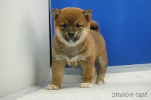成約済の愛知県の柴犬-215216の5枚目