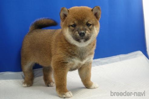 成約済の愛知県の柴犬-215216