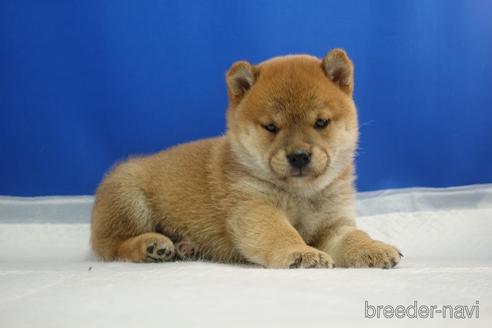成約済の愛知県の柴犬-215218の23枚目