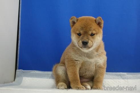 成約済の愛知県の柴犬-215218の22枚目