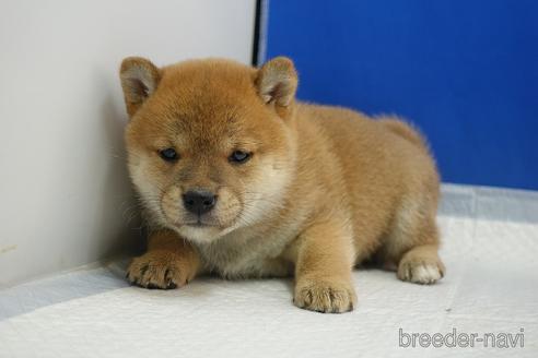 成約済の愛知県の柴犬-215218の20枚目