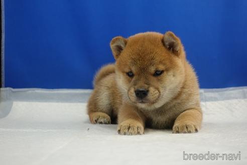 成約済の愛知県の柴犬-215218の19枚目