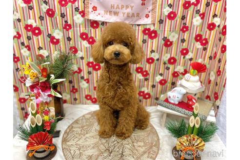 成約済の東京都のトイプードル-216789の1枚目