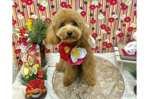 成約済の東京都のトイプードル-216791の1枚目