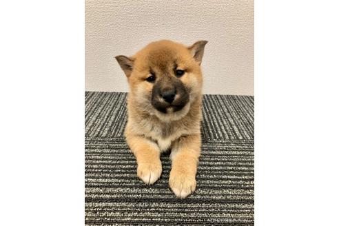 成約済の福井県の柴犬-216832の1枚目