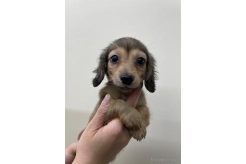 成約済の北海道のカニンヘンダックスフンド(ロングヘアード)-216847の1枚目