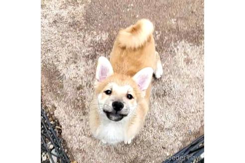 成約済の茨城県のミックス犬-204506の10枚目