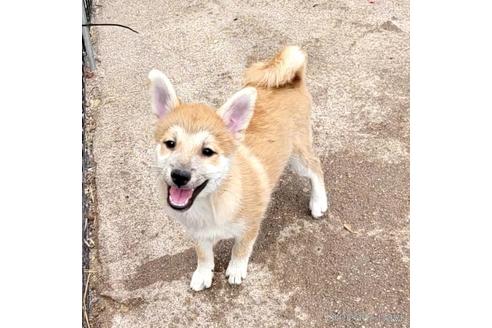 成約済の茨城県のミックス犬-204506の9枚目