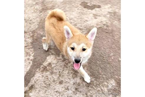 成約済の茨城県のミックス犬-204506の6枚目