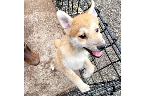 成約済の茨城県のミックス犬-204506の9枚目