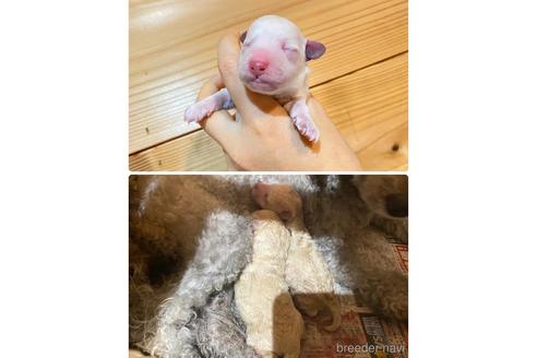 成約済の大阪府のトイプードル-216854の3枚目