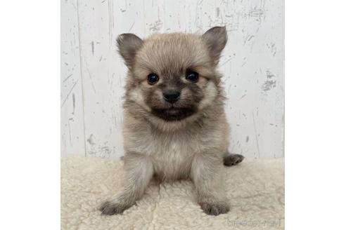 成約済の千葉県のミックス犬-216880
