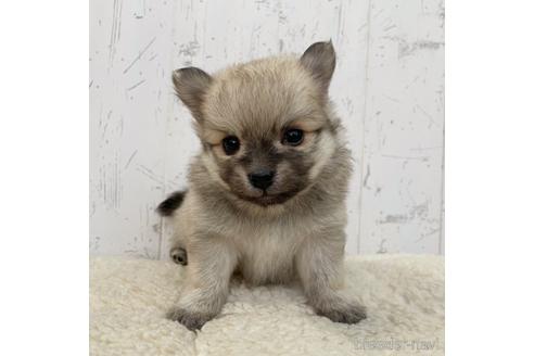 成約済の千葉県のミックス犬-216880の5枚目