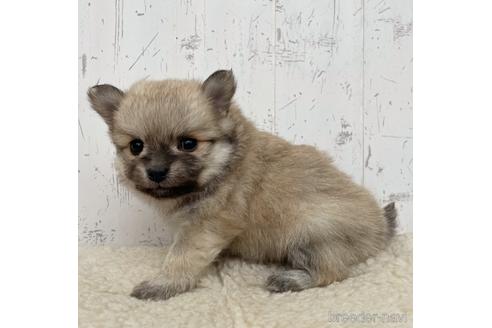 成約済の千葉県のミックス犬-216880の3枚目