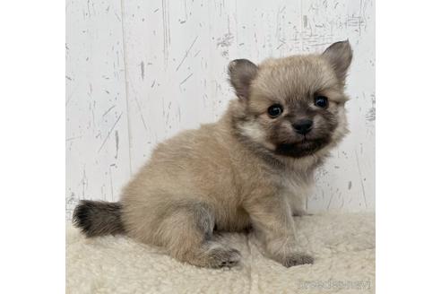 成約済の千葉県のミックス犬-216880の2枚目